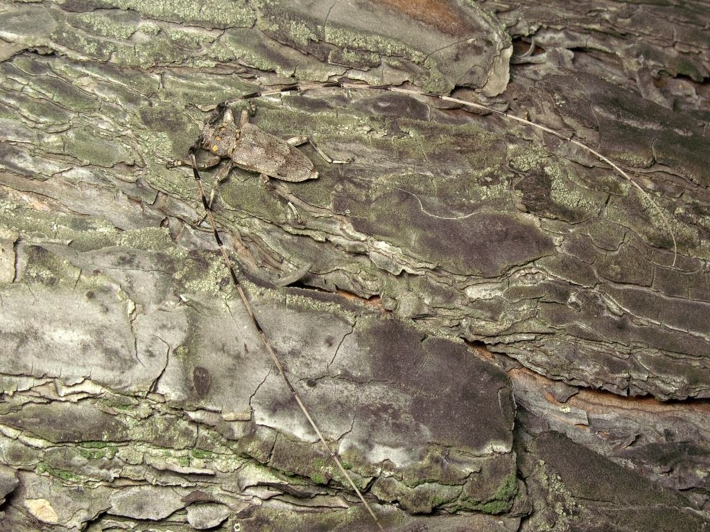 Acanthocinus aedilis (Linnaeus, 1758)